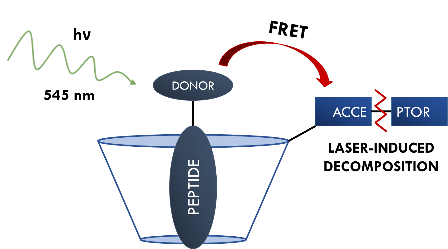 Action-FRET of β-cyclodextrin inclusion complexes