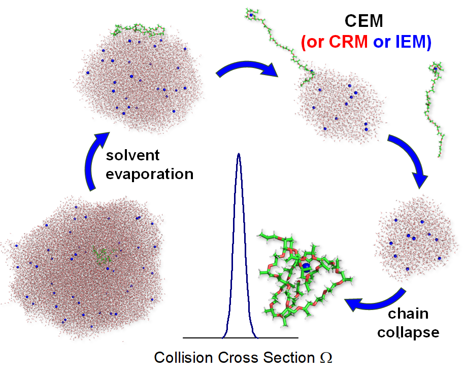 Electrospray Ionization of Polypropylene Glycol: Rayleigh-Charged Droplets, Competing Pathways, and Charge State-Dependent Conformations