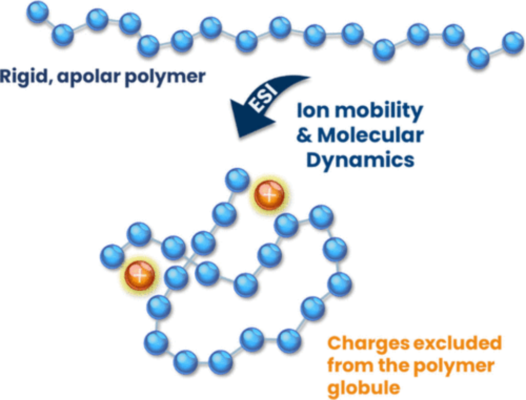 Polystyrene Chain Geometry Probed by Ion Mobility Mass Spectrometry and Molecular Dynamics Simulations