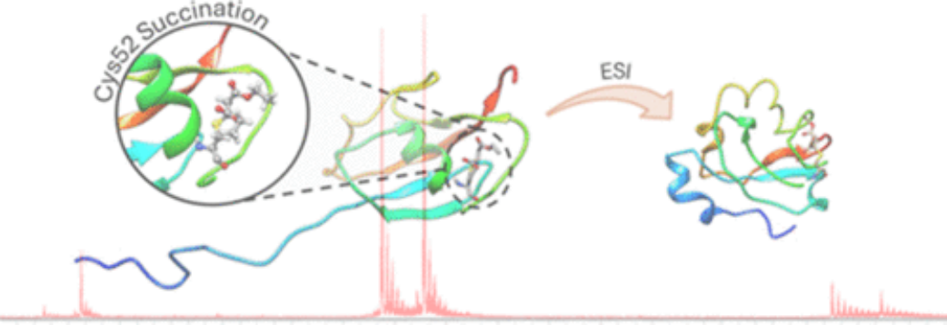 Impact of Post-Translational Succination on Small Ubiquitin-Like Modifier 1 Structure: A Dual Approach Combining Gas Phase and Solution Studies