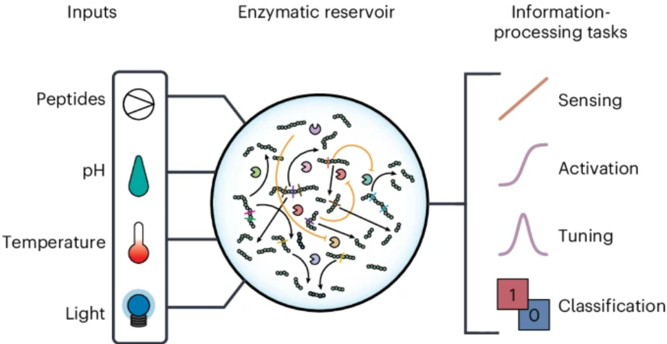 A recursive enzymatic competition network capable of multitask molecular information processing (Open Access)